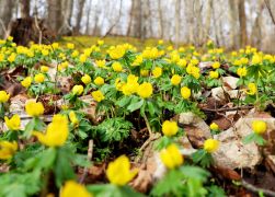 Winterlinge  Gelbe Pracht In Jena 2024 18